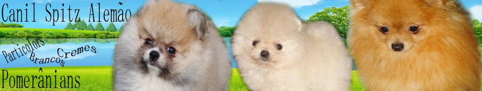 Spitz Alemão Branco Neve e particolors