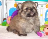 macho de spitz alemão VENDIDO filho de branco neve